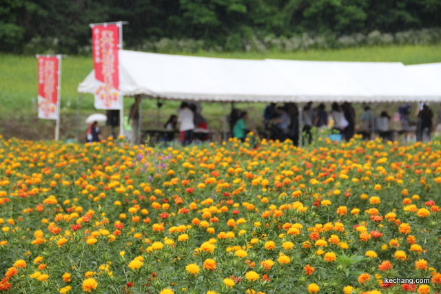 写真：紅花畑とテント（第29回おくのほそ道天童紅花まつり）