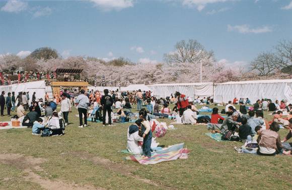 Ohanami (Ningen Shogi)