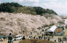 Full bloomed cherry trees