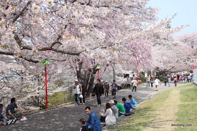 写真：舞い散った桜で白くなった山道（第59回人間将棋）