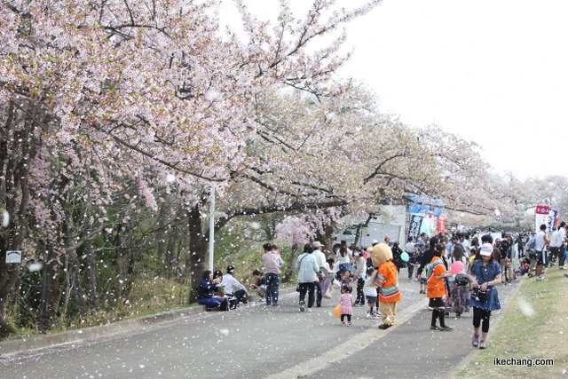 写真：桜吹雪（第59回人間将棋）