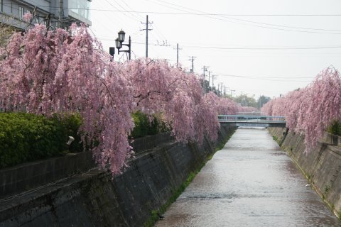 写真：倉津川のシダレザクラ（昼：温泉神社から市役所方面）