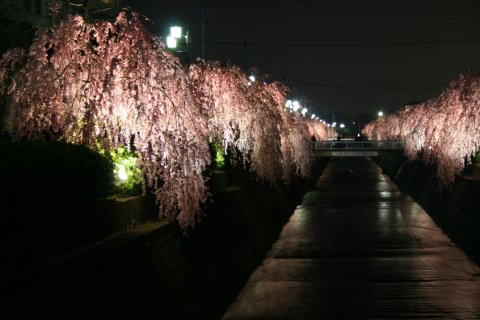 写真:倉津川のシダレザクラ(夜:温泉神社から市役所方面)