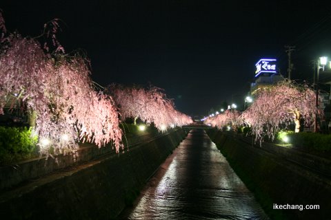 写真：倉津川ライトアップ(2009/04/15)