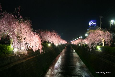 写真:倉津川ライトアップ(2009/04/15)