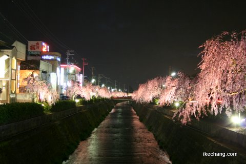 写真:倉津川ライトアップ(2009/04/15)
