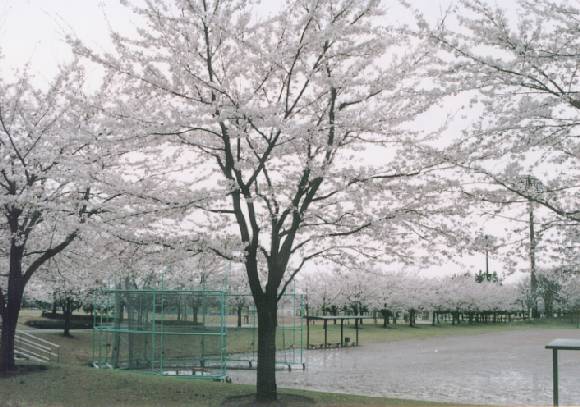 In the athletic park