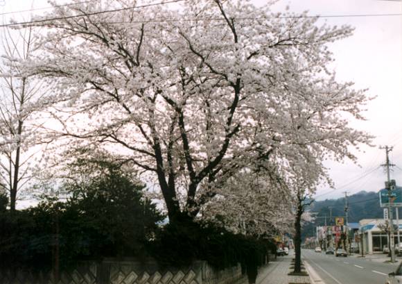 Oinomori Park