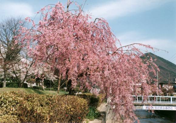 写真：倉津川沿いの桜