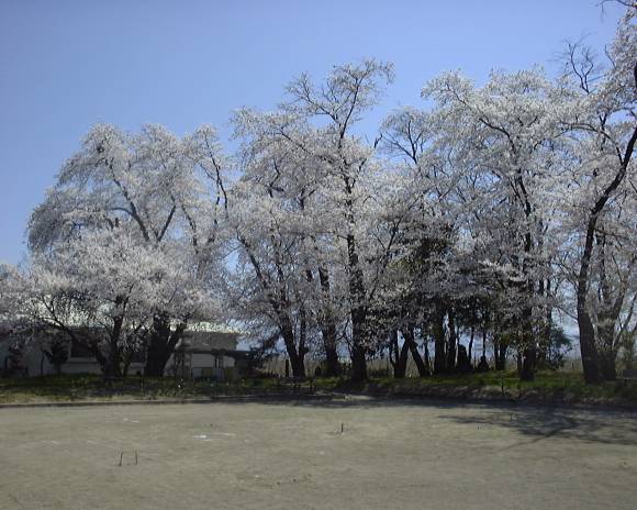 松原公園の桜(1)