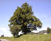�mPine tree in Tamugino�n