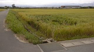 Rice field (11KB-jpeg)