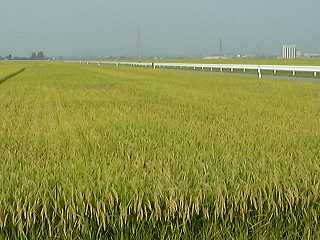 rice field (13KB-jpeg)