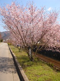 写真：天童市役所前の四季桜