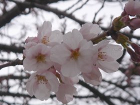 写真：寺津児童館前の桜