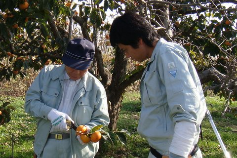 写真:柿もぎのやり方を指導