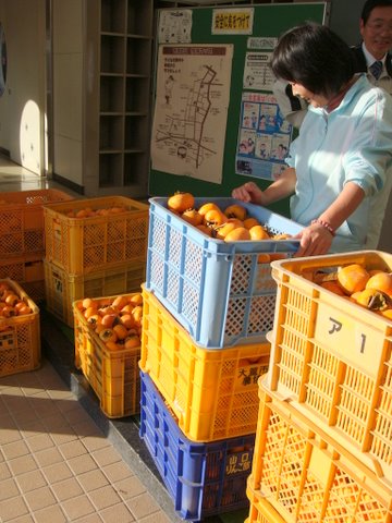 写真:収穫した柿を寺津小学校へ