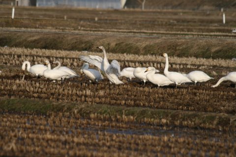 写真:田んぼの白鳥