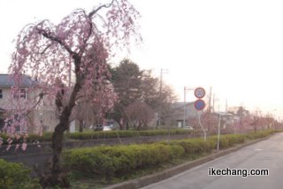 写真:倉津川のシダレザクラ