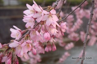 写真:倉津川のシダレザクラ