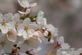 写真:ソメイヨシノとミツバチ