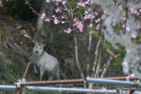 写真:舞鶴山のカモシカ(2009/04/16)