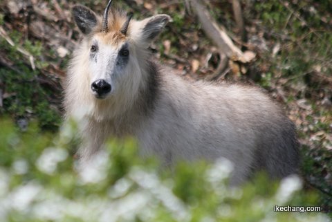 写真:舞鶴山のカモシカ(2009/04/16)