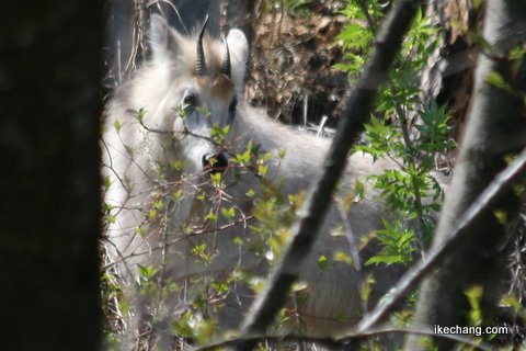 写真:舞鶴山のカモシカ(2009/04/16)