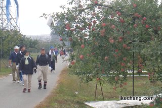 写真：リンゴ畑を歩く参加者たち（水郷寺津すいすいウオーキング大会）