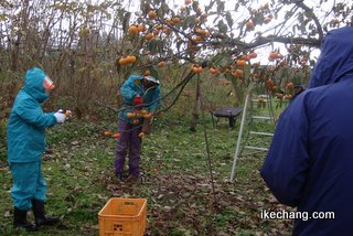 写真：柿の収穫（干し柿づくり体験）