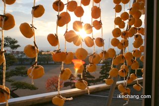 写真：夕日に照らされる柿（干し柿づくり体験）