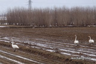 写真：田んぼで餌をついばむ白鳥