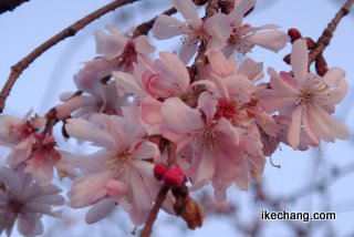 写真：咲き始めた四季桜