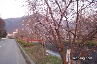写真：倉津川沿いの桜並木