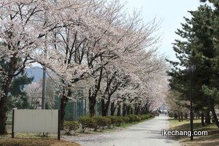 写真：山形県総合運動公園の桜並木（モンテディオ山形×柏レイソル）