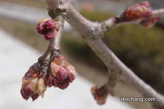 写真：将棋供養塔そばの桜（H24.04.16撮影）