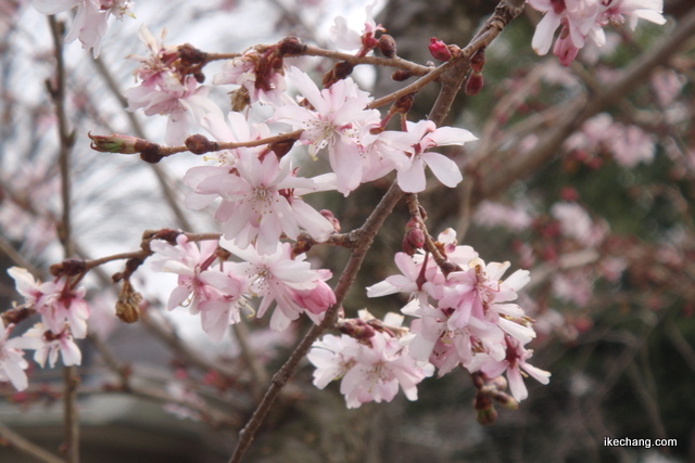 写真：天童市役所前の四季桜（H24.04.16撮影）