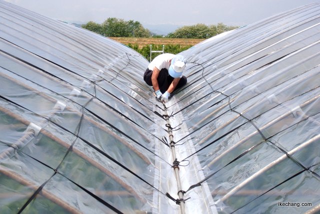 写真：テントの上で点検するサクランボ農家