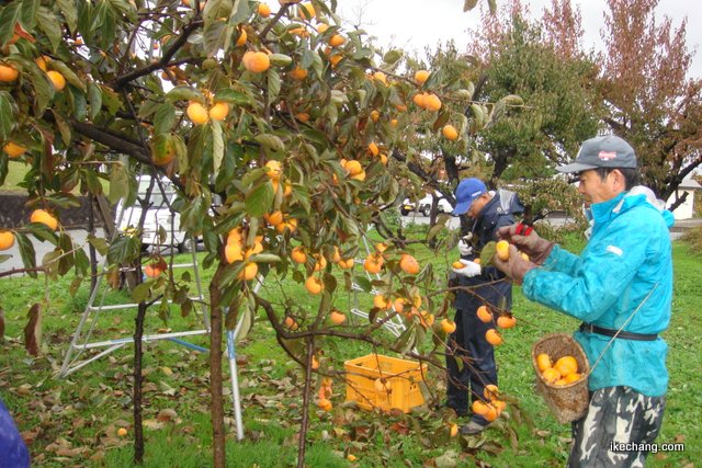 写真：雨のなか柿を収穫する地域のかた（寺津地域づくり委員会）