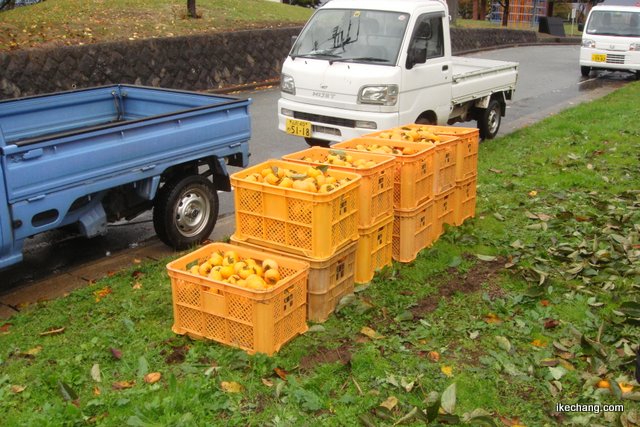 写真：収穫した柿（寺津地域づくり委員会）