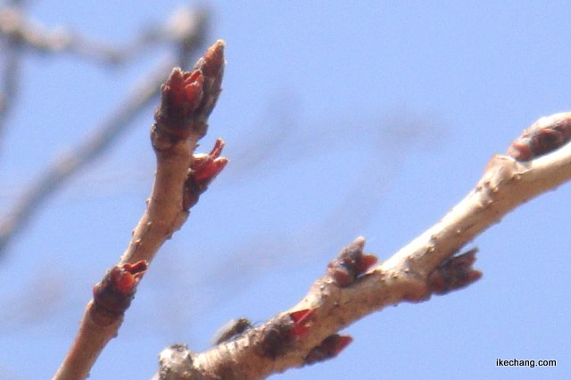 写真：つぼみの桜