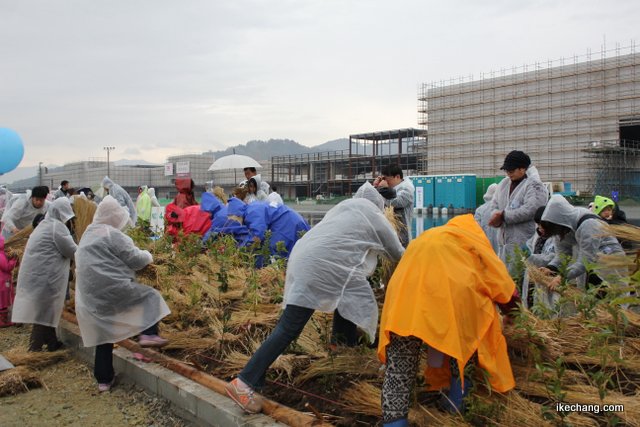 写真：藁を敷き詰める参加者たち（イオンモール天童植樹祭）