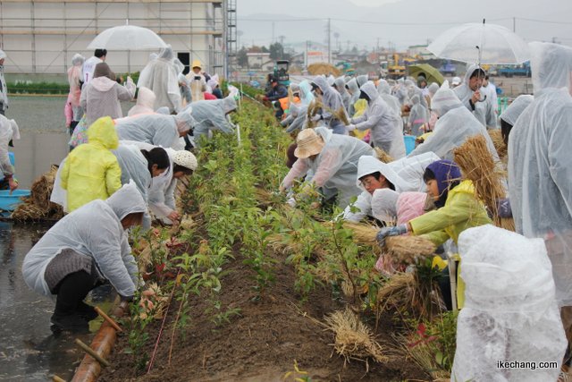 写真：いろいろな苗木を植える参加者たち（イオンモール天童植樹祭）