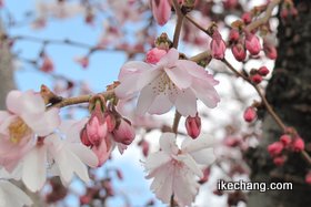 写真：開ききった桜（天童市役所前の四季桜）