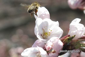 写真：天童市役所前のソメイヨシノに集まるミツバチ