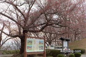 写真：舞鶴山の基準木