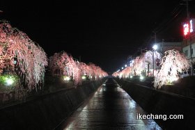 写真：ライトアップされた倉津川沿いのしだれ桜