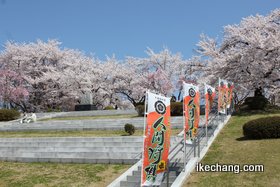 写真：舞鶴山の桜と人間将棋のノボリ旗