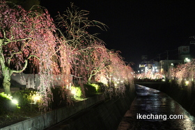 写真：銀将橋から東を眺めた様子（倉津川しだれ桜ライトアップ）