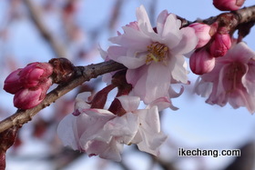 写真：咲き始めた天童市役所そばの四季桜（十月桜）